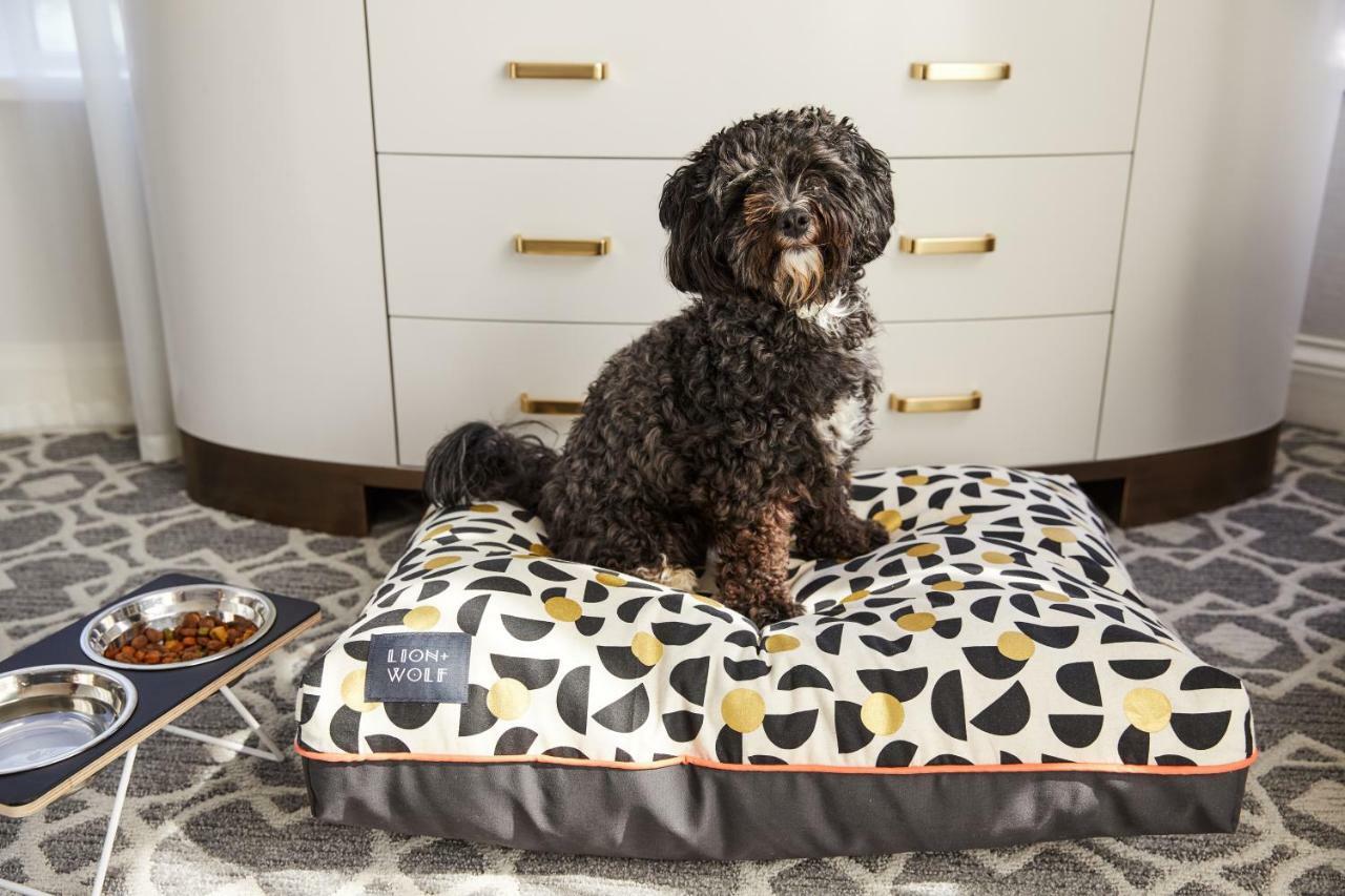 The Whitney Hotel Boston Extérieur photo A dog on a dog bed
